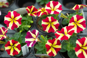 yellow and red flowers