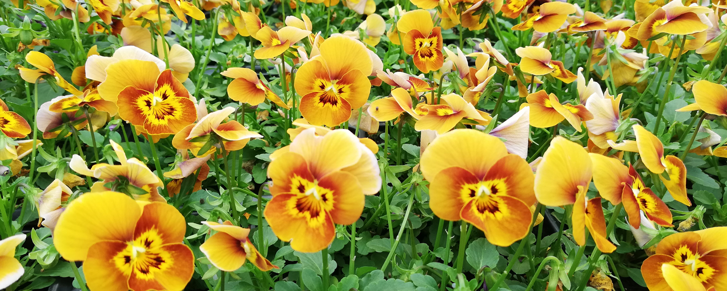 Yellow pansies