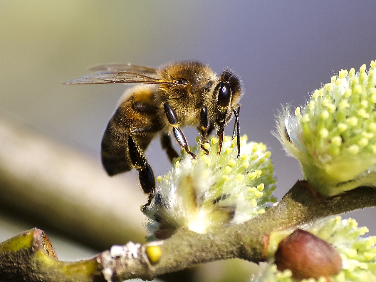 bee on a flower