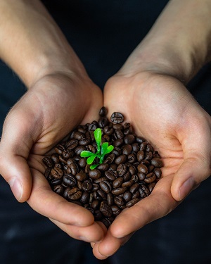 Hands holding coffee beans