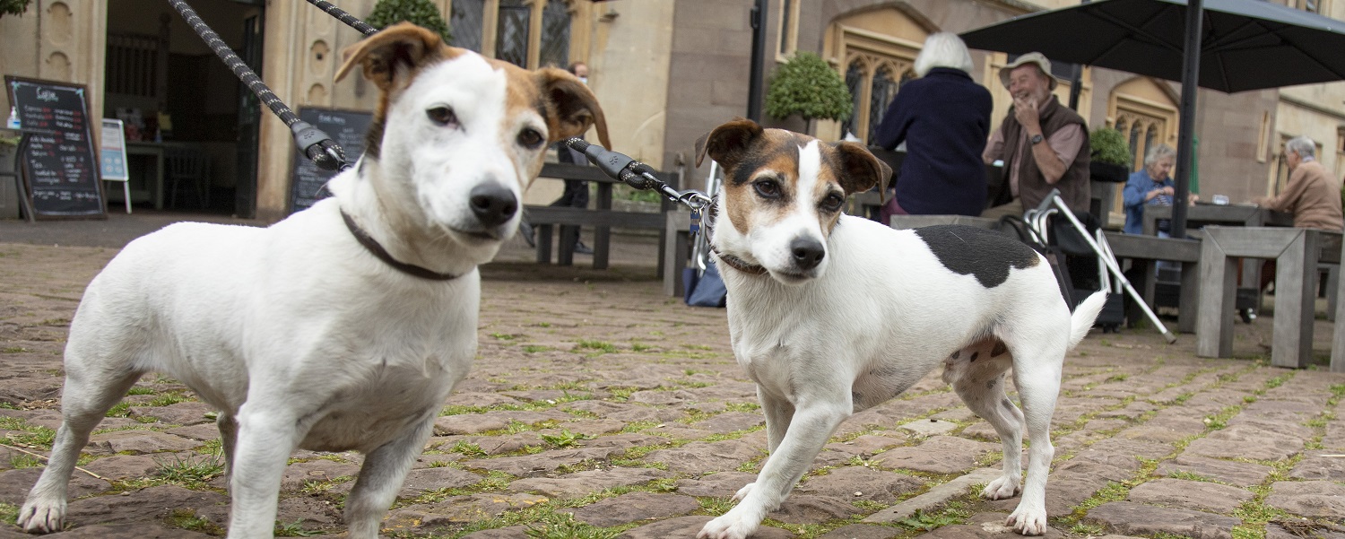 Two dogs outside the cafe