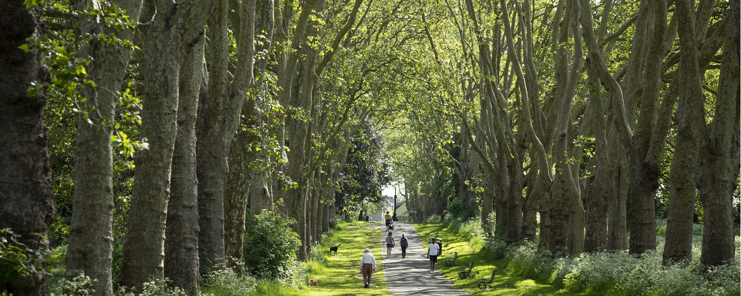 A tree lined avenue